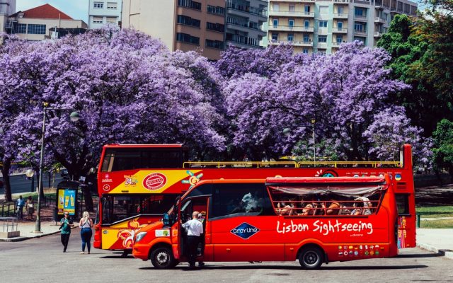 Lisbon, Portugal - June 5, 2022: Red tourist buses and tourists at Parque Eduardo VII in Lisbon, Portugal with purple Jacaranda trees in the background